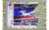 "Room to Run - Our Wild Horses"